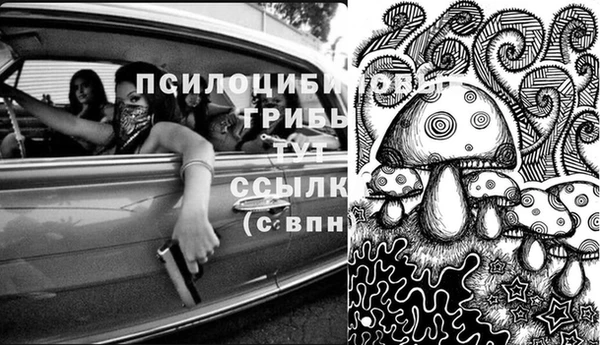 шишки Беломорск