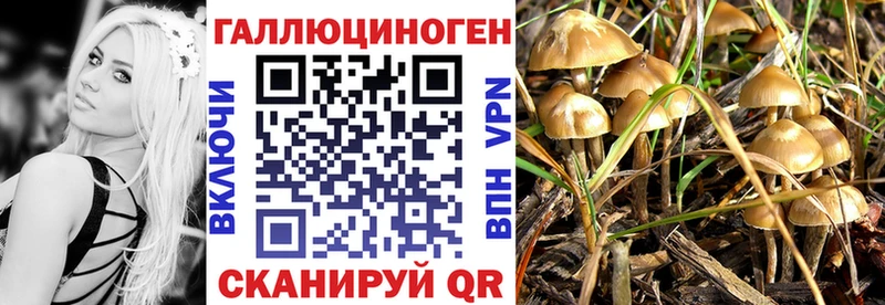 купить   Трубчевск  Галлюциногенные грибы Magic Shrooms 